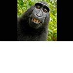 l'monke