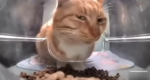 Cats Solo