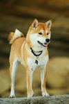 Doge airlines OFFICIAL