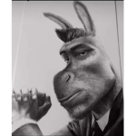 Donkey's clothes