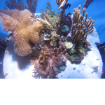 Anime ocean