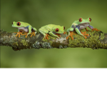 Froggy Studio Gaming