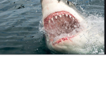 Metal sharks