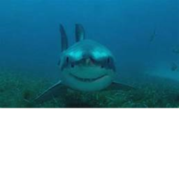 new airline plane for shark empire