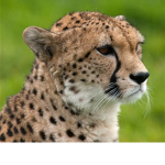 Official Cheetah Games