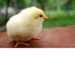 sweety22love