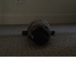 Lol bro platypuses!