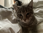 My cat willow and me coco