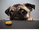 Pug memes