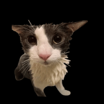 soggy ugc cat Group Thumbnail
