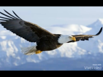 The official Canadian eagle