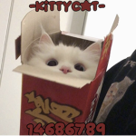 -kittycat-