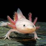 Axolotl party group axolotl