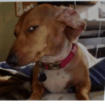 Dog4LifersOnly