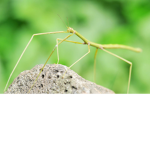 _Stick-bugs United_