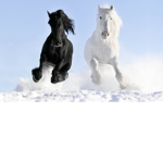 Willow Riding Academy