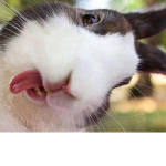 BooBunny Burrow