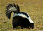 skunke akadimiet