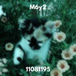M6y2