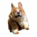 Corgis are cool