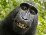 Classic Monkey Studios