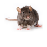 Rats Slay Cats Will Pay