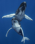 .: lil whales daycare! :.