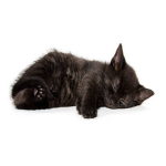 Woke Kitty Inc