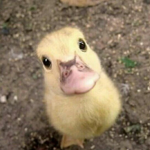 Ducky squad forever!