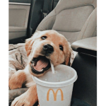 Dog Army forever for dogs