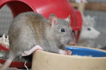 THE RAT GROUP 1