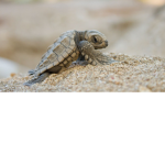 Porple Tortle Studios