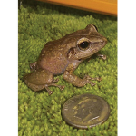 Frog_YOU