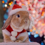 christmas bunny group