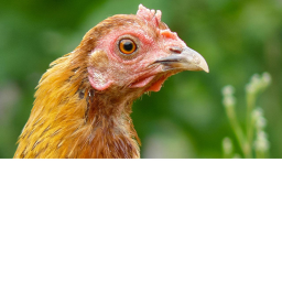 CHICKEN:)