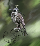 Free Flight Creations