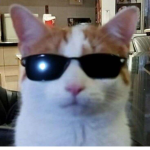 Cool cats when