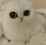 Emotеs Group Thumbnail