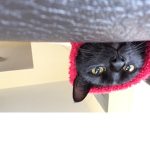 Cat Fan Group Join If u Love Cats