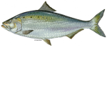 The Fish Aquarium