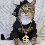 Thug Kitten$
