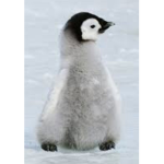 ThePenguin Group