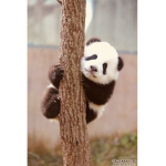 Gaming pandas love vampire diaries