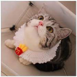 Neko’s Mc-Donald’s of Cats