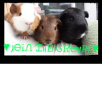 The hamster group!