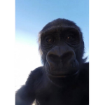 Chad Primate Enjoyers