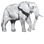 Elephant FAM 🐘