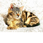 The Fabulous Felines
