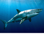 Shark Central