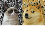 Grumpy Cats VS Doge